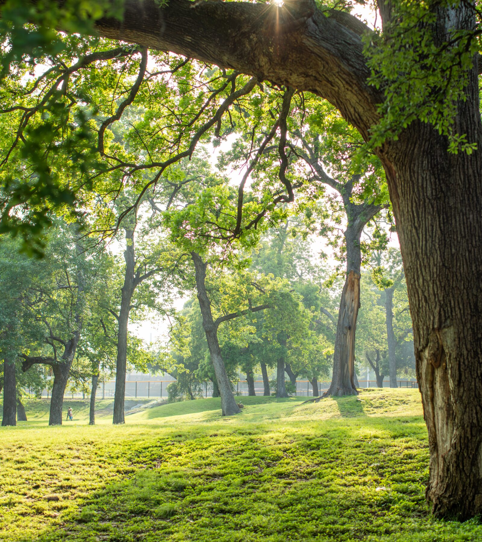 Mature trees and green parkland near The Dallas EDITION