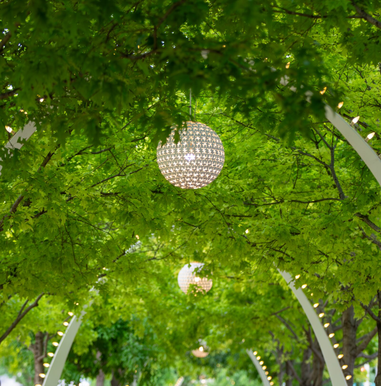 Tree-lined Dallas promenade illuminated by suspended lights