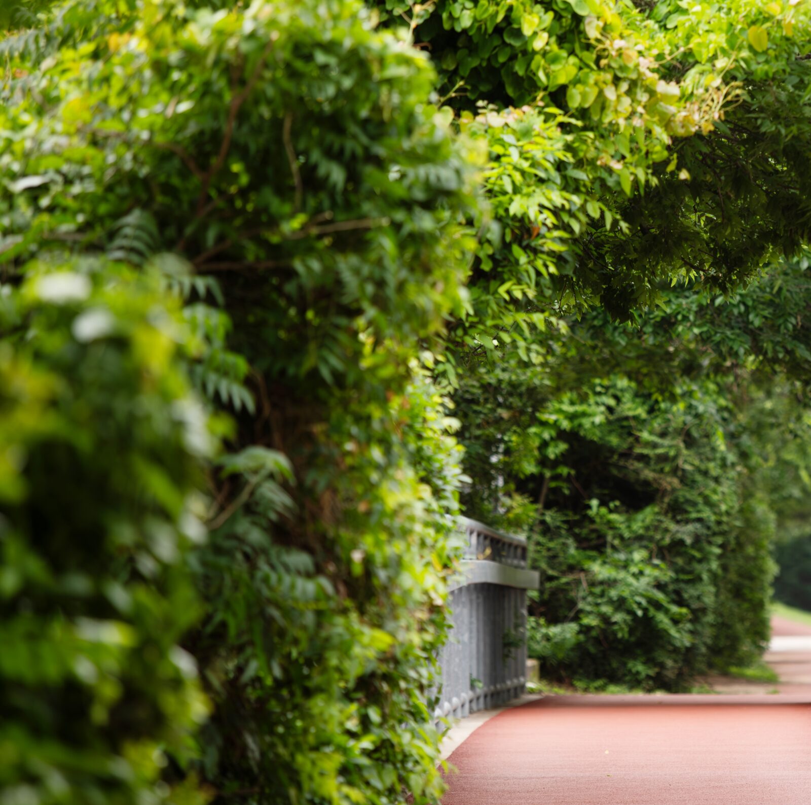Lush landscaping along a Dallas walking path